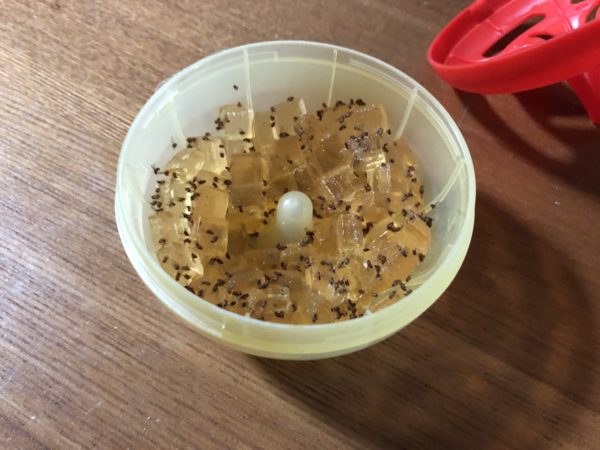 Earth Chemical Insecticide Fruit Fly Catcher Kobae Ga Hoihoin - CJL Beauty & HomeEarth Chemical Insecticide Fruit Fly Catcher Kobae Ga Hoihoin
